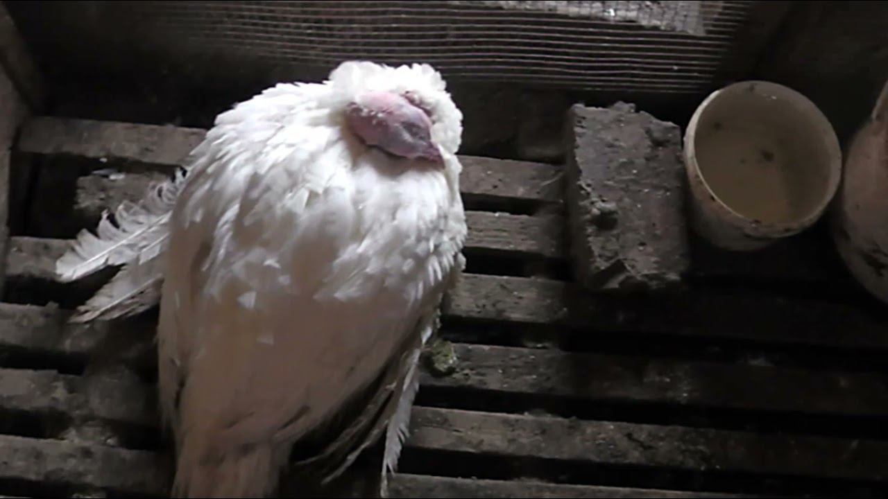 Можно ли поднять слабую птицу и калек смотреть онлайн