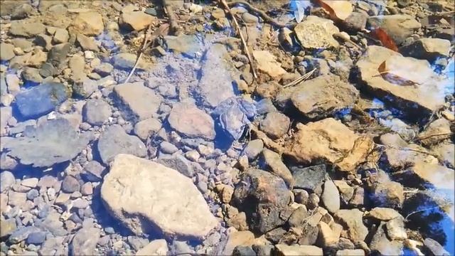 ВОТ ГДЕ собираются НА ЗИМУ ЛЯГУШКИ смотреть онлайн