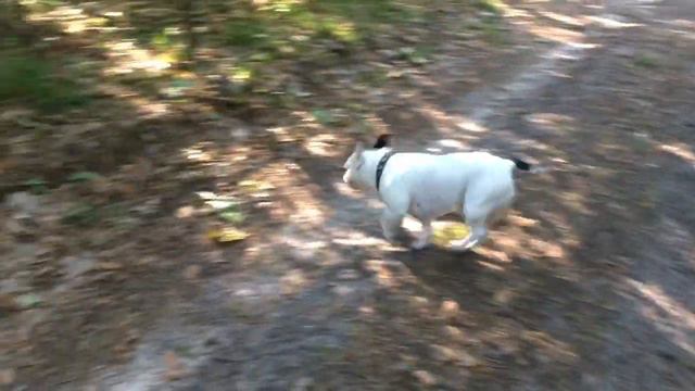 Лесные истории 🌳 🐗 🐶 смотреть онлайн