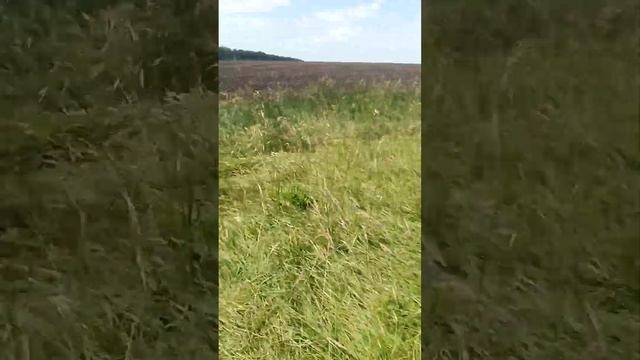 сенокос на мотоблоке смотреть онлайн