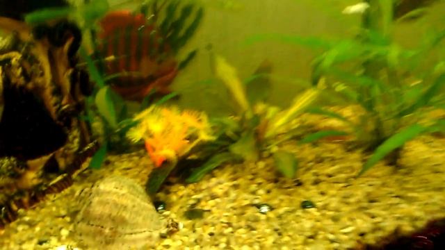 Как содержать аквариум всегда чистым смотреть онлайн