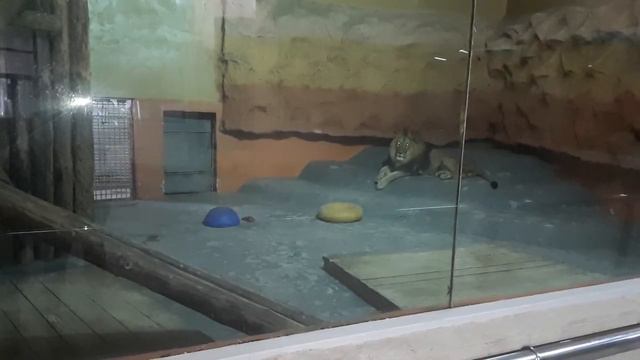 лев в Алматинском зоопарке(1/2 часть) смотреть онлайн