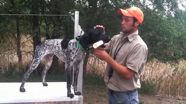 Teach Your Dog To Fetch - Trained Retrieve - Hold - Gun Dog Training смотреть онлайн