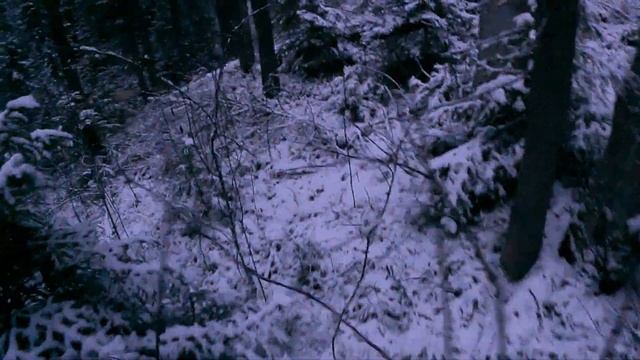 Пропала собака / собака убежала / волк рядом / Loss of a dog / The dog ran away / The wolf is near смотреть онлайн