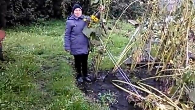 самый большой в мире подсолнух!!! the world's largest sunflower!!! смотреть онлайн