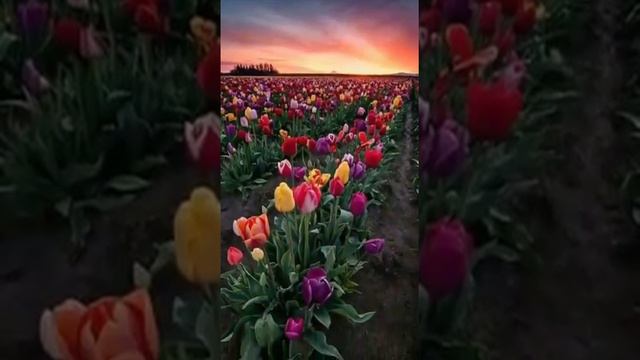 С добрым утром, с прекрасным днём и мира вам друзья за окном ! смотреть онлайн
