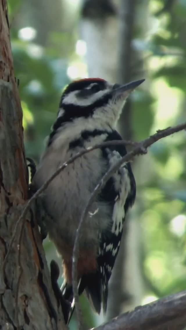 За дятлом все повторяет маленький дятел
