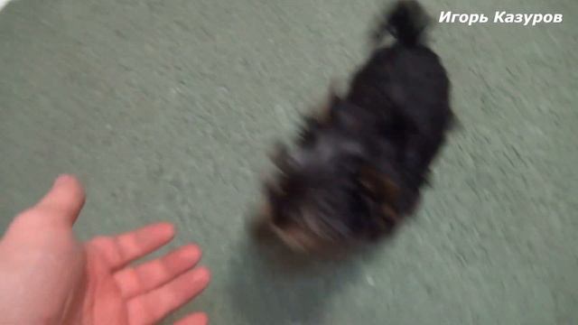 Йоркширский терьер мини лает смотреть онлайн