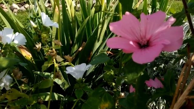 В 2021 ГОДУ САЖАЙТЕ ЦВЕТЫ, КОТОРЫЕ ЦВЕТУТ ДО ЗАМОРОЗКОВ / ВЫБОР ДЛЯ ЛЕНИВОЙ КЛУМБЫ 2021 смотреть онлайн