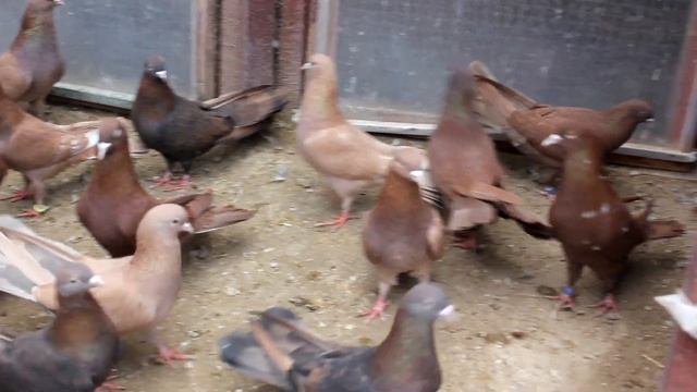 Baki Goyercinleri Бакинские Голуби Baku Pigeons Ruslan_Sahin 2021 смотреть онлайн