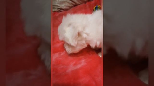 Мальтезе щенок с документами. смотреть онлайн