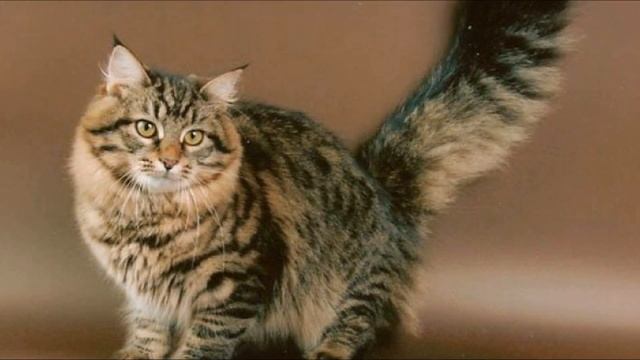 Крепкая и выносливая как РУССКИЙ СОЛДАТ! Сибирская порода кошек. Породы кошек! смотреть онлайн