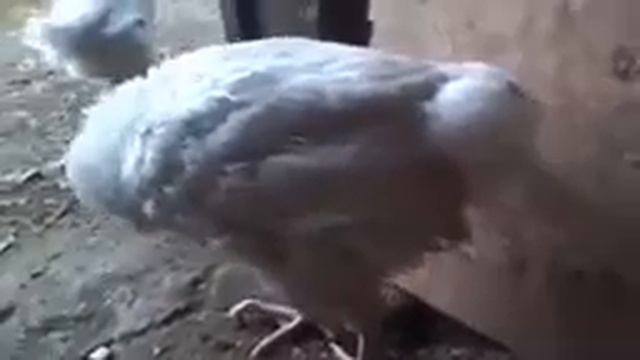 Искуственная пища смотреть онлайн