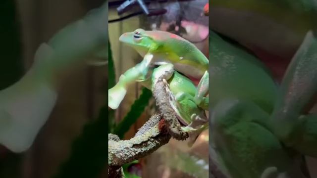 У моей лягушки вырос клюв))