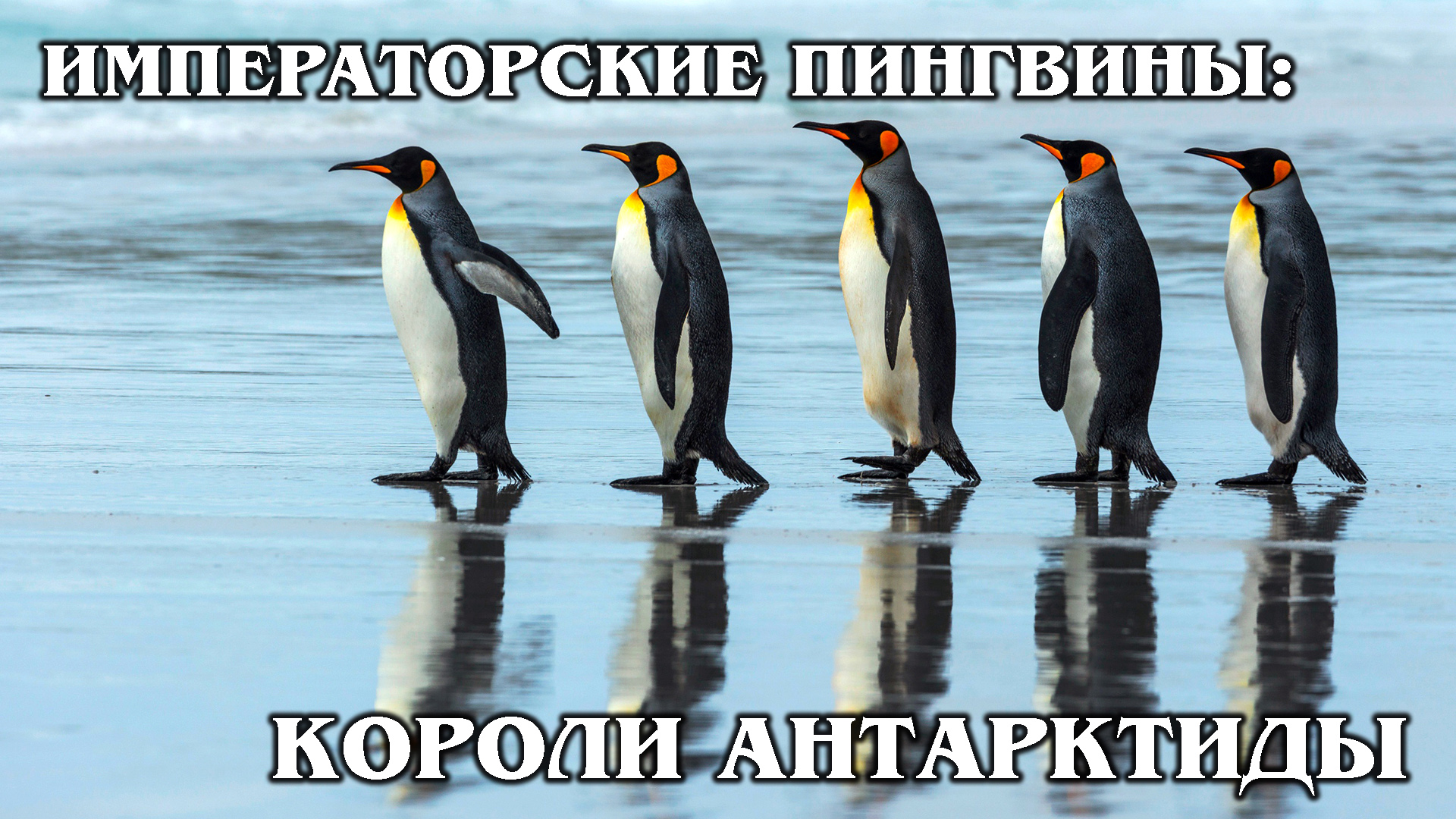ИМПЕРАТОРСКИЙ ПИНГВИН: Самый большой в мире пингвин | Интересные факты про пингвинов и Антарктиду смотреть онлайн