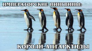 ИМПЕРАТОРСКИЙ ПИНГВИН: Самый большой в мире пингвин | Интересные факты про пингвинов и Антарктиду