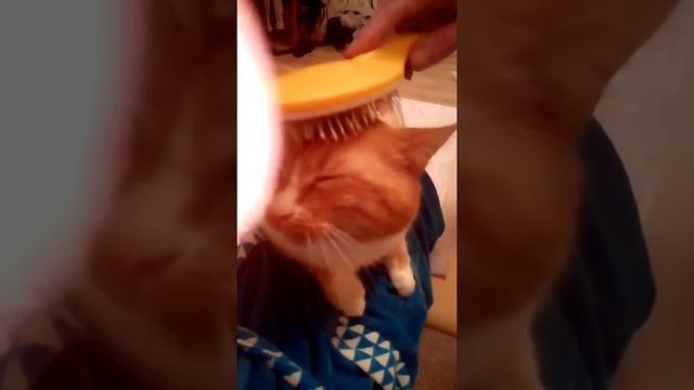 Чешем кота смотреть онлайн