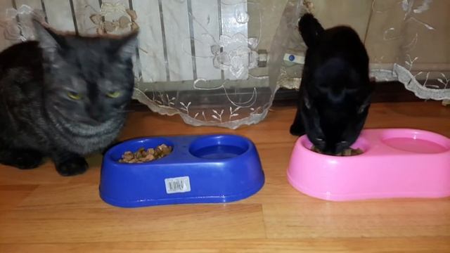 Характер и повадки домашних котиков и кошечек смотреть онлайн