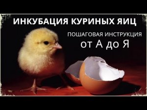 ИНКУБАЦИЯ КУРИНЫХ ЯИЦ в домашних условиях - от закладки до пересадки цыплят в брудер.