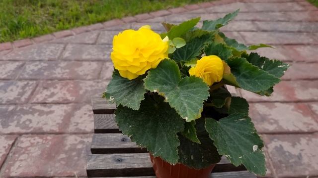 Обзор бегонии клубневой Нон Стоп, как росла, как растёт, в чем нуждается. смотреть онлайн