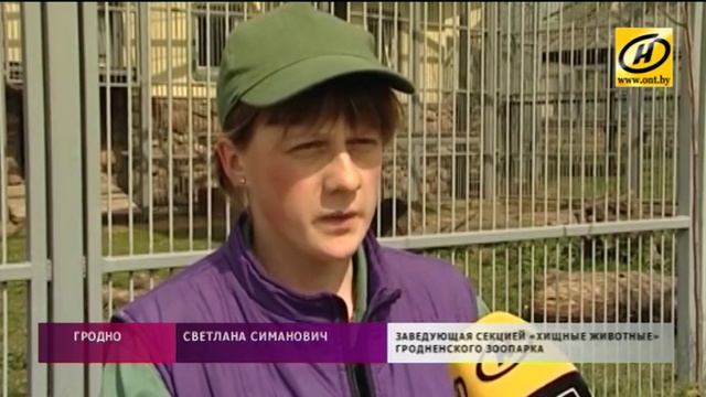 Амурские тигрята родились в зоопарке в Гродно смотреть онлайн