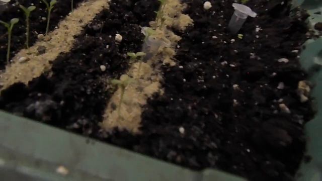 ЧТО Я ДЕЛАЮ С РАССАДОЙ ПЕТУНИИ АМПЕЛЬНОЙ ПЕРЕД ПИКИРОВКОЙ. смотреть онлайн