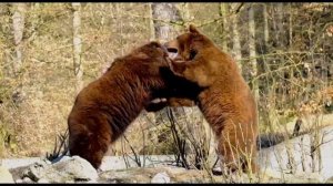 sounds of nature: bears growl / звуки природы: медвежий рык
