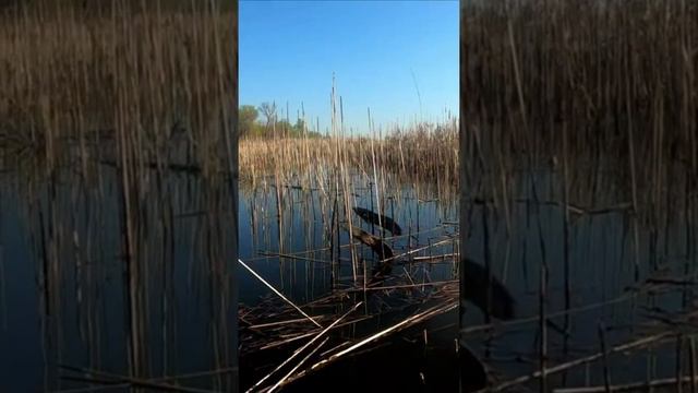 Крупный карась весит на ветоке #Shorts смотреть онлайн