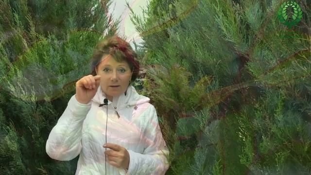 Почему появляются слепые побеги у Роз? Помощь молодым розам. Шикарные сирени. смотреть онлайн