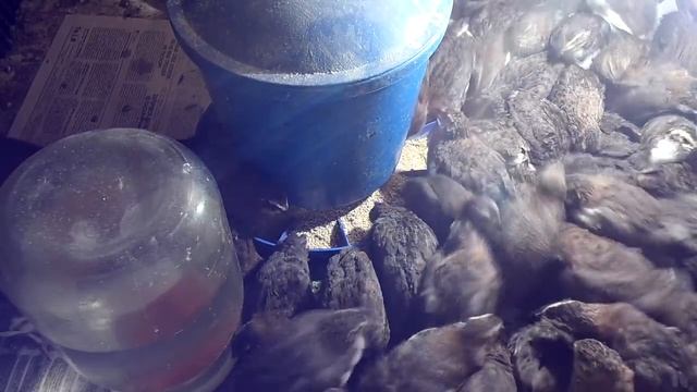 Выращивание перепелов / День 20 вес 150 грамм смотреть онлайн