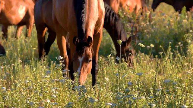 Animals Of The World 4K: Horse 4K VIDEO - Scenic Wildlife Film With Calming Music