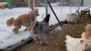 Как куры живут в США. Домашнее хозяйство: Курятник в Америке. Куры-несушки и Разноцветные яйца.