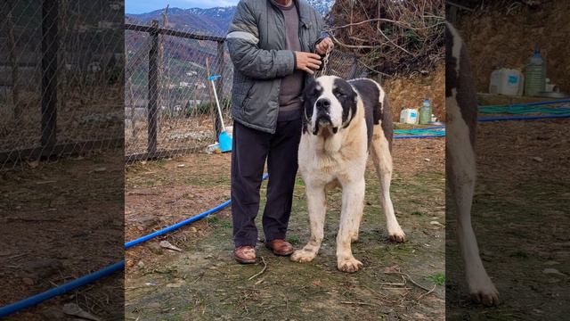 SHAMAN, ALABAİ DOG смотреть онлайн