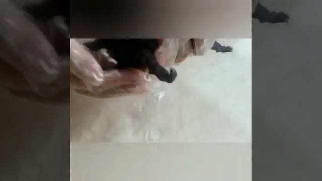 Новорожденному котёнку оторвало лапу смотреть онлайн