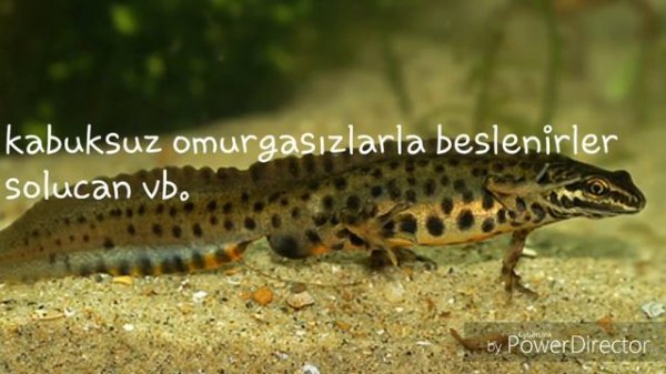 Triturus Vulgaris - semender