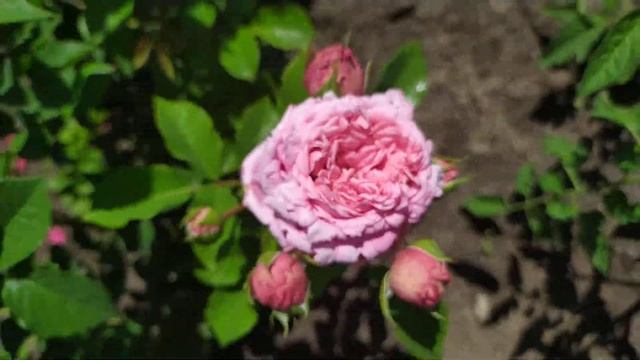БЬЕНВЕНЮ (Bienvenue), Delbard Франция, 1999 г. Клаймберы (Large-Flowered Climber) смотреть онлайн