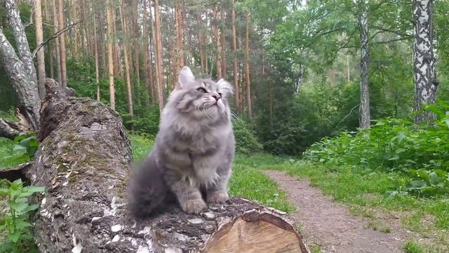 Ирбис Амулет Велеса смотреть онлайн