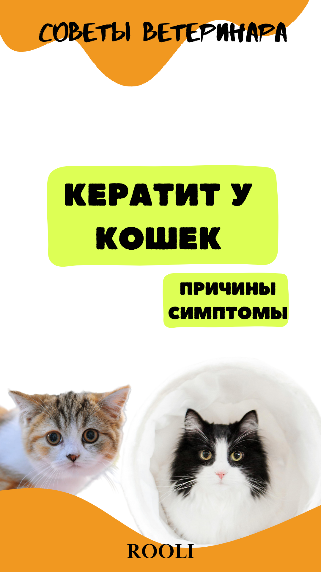 Кератит у кошек. Причины, симптомы кератита у домашних животных - кошек и котов. смотреть онлайн