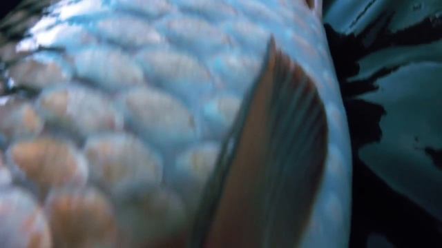 Львово  Carpfishing