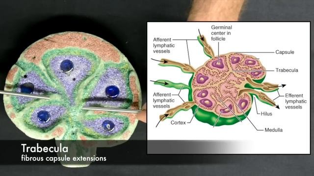 Anatomy of a Lymph Node смотреть онлайн