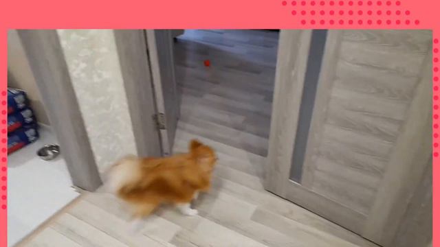 Чем любят заниматься мои животные? 1 часть смотреть онлайн