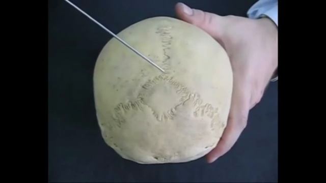 Анатомия кость инков (os Incae). Лекция по анатомии человека. Остеология