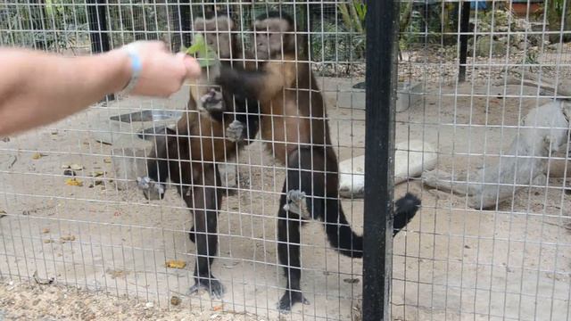 завести новых друзей! смотреть онлайн