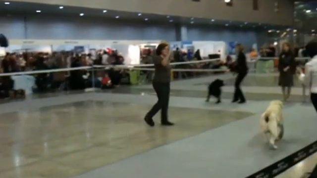 Шоу Чемпионов 