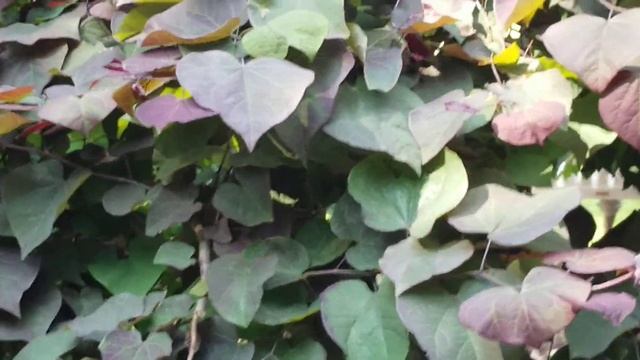 CERCIS CANADENSIS 'RUBY FALLS' EASTERN REDBUD DECIDUOUS TREE