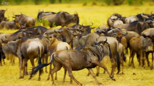 4K African Wildlife: The ULTIMATE Animals of Kruger National Park, African With Real Sounds 4K Vide смотреть онлайн