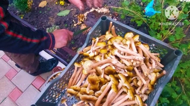 ❗️СОБИРАЕМ ЗИМНИЕ ОПЯТА❗️ГОТОВИМ ГРИБЫ❗️РЕЦЕПТ МАРИНОВАННЫХ ЗИМНИХ ОПЯТ❗️12.11.2023