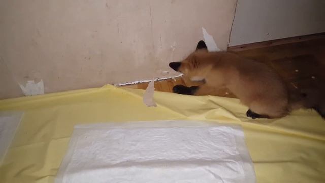 Tiki helps me get rid of the old wallpaper (Day 62) смотреть онлайн