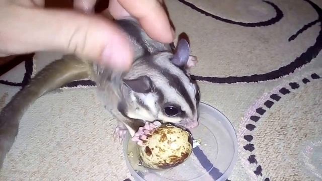 белка летяга кушает перепелиное яйцо=)) смотреть онлайн