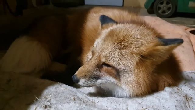 Алиса лиса. Где и как живет Алиса после болезни. смотреть онлайн